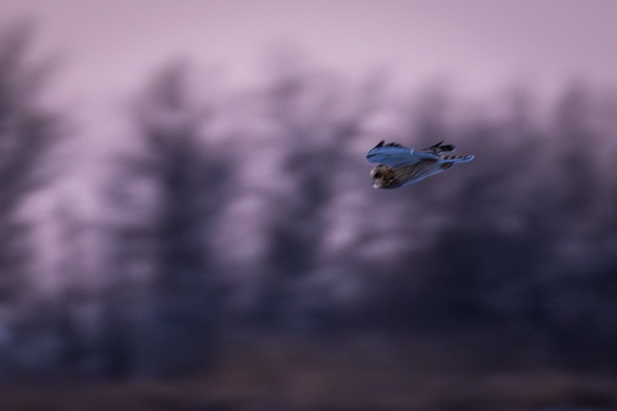 Short-eared Owl - ML629310547