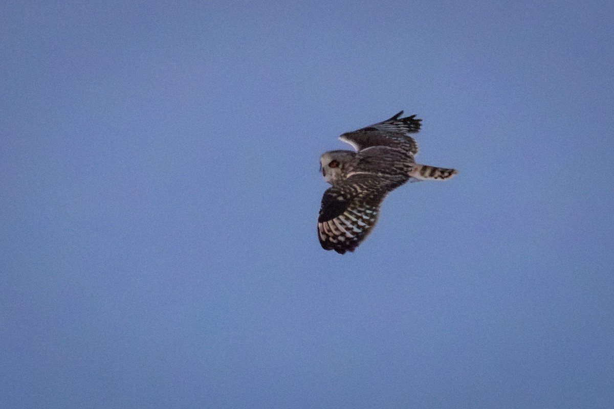 Short-eared Owl - ML629310564