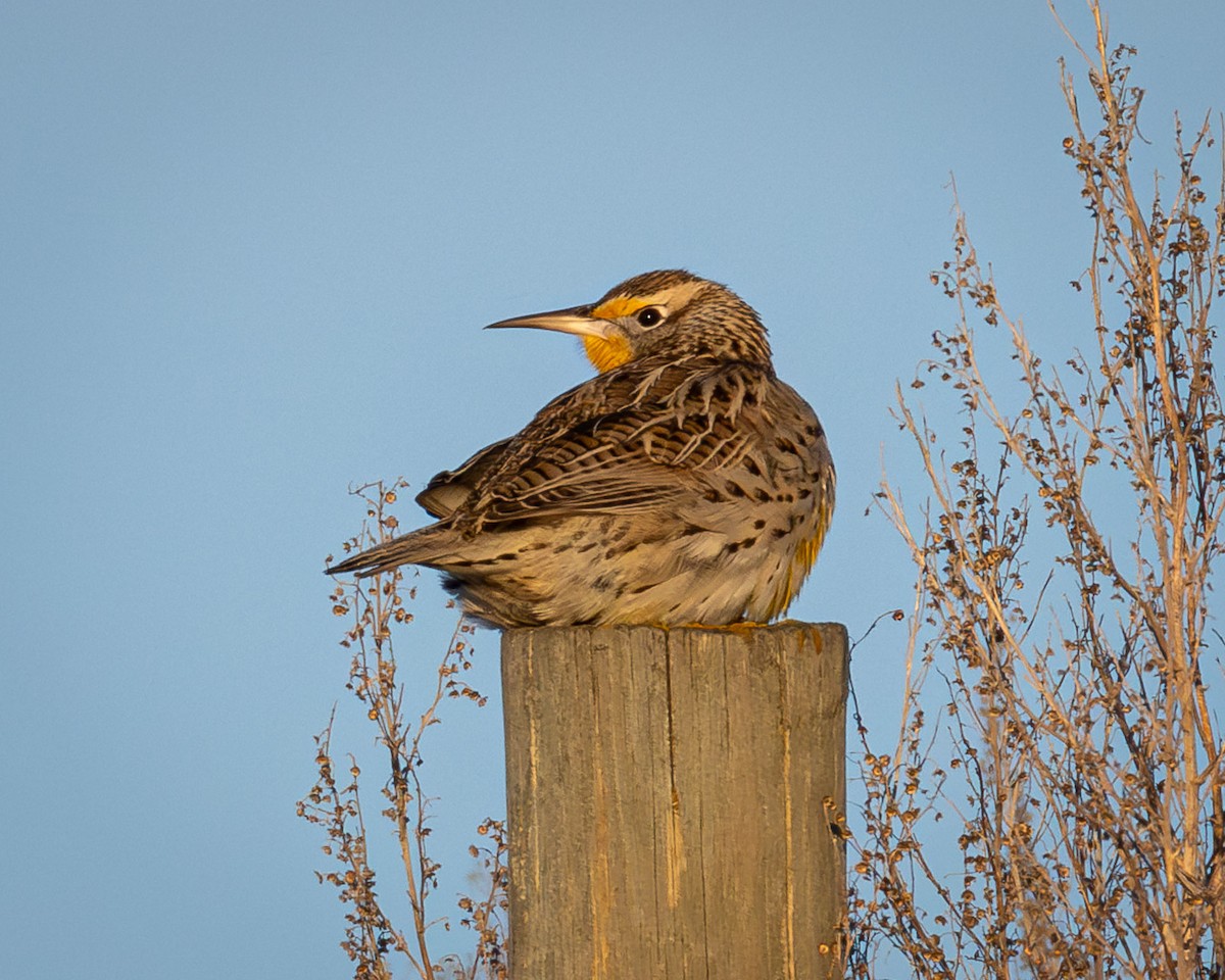 Western Meadowlark - ML629310597