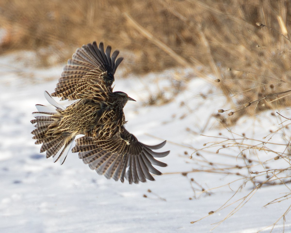 Western Meadowlark - ML629310610