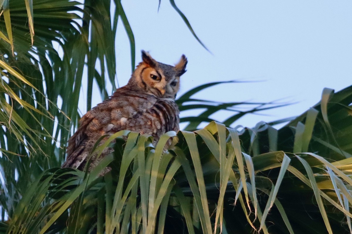 Great Horned Owl - ML629310993