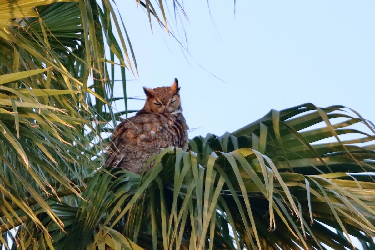 Great Horned Owl - ML629310994