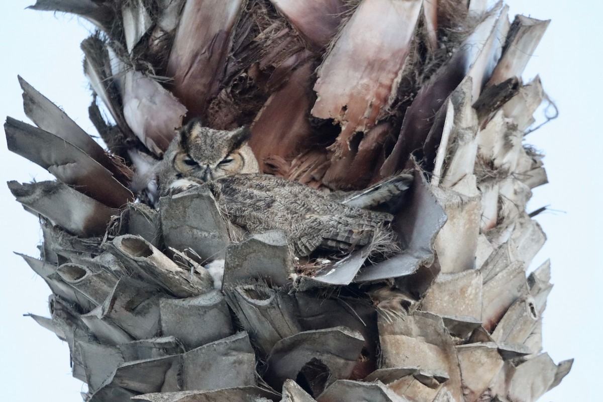 Great Horned Owl - ML629310995