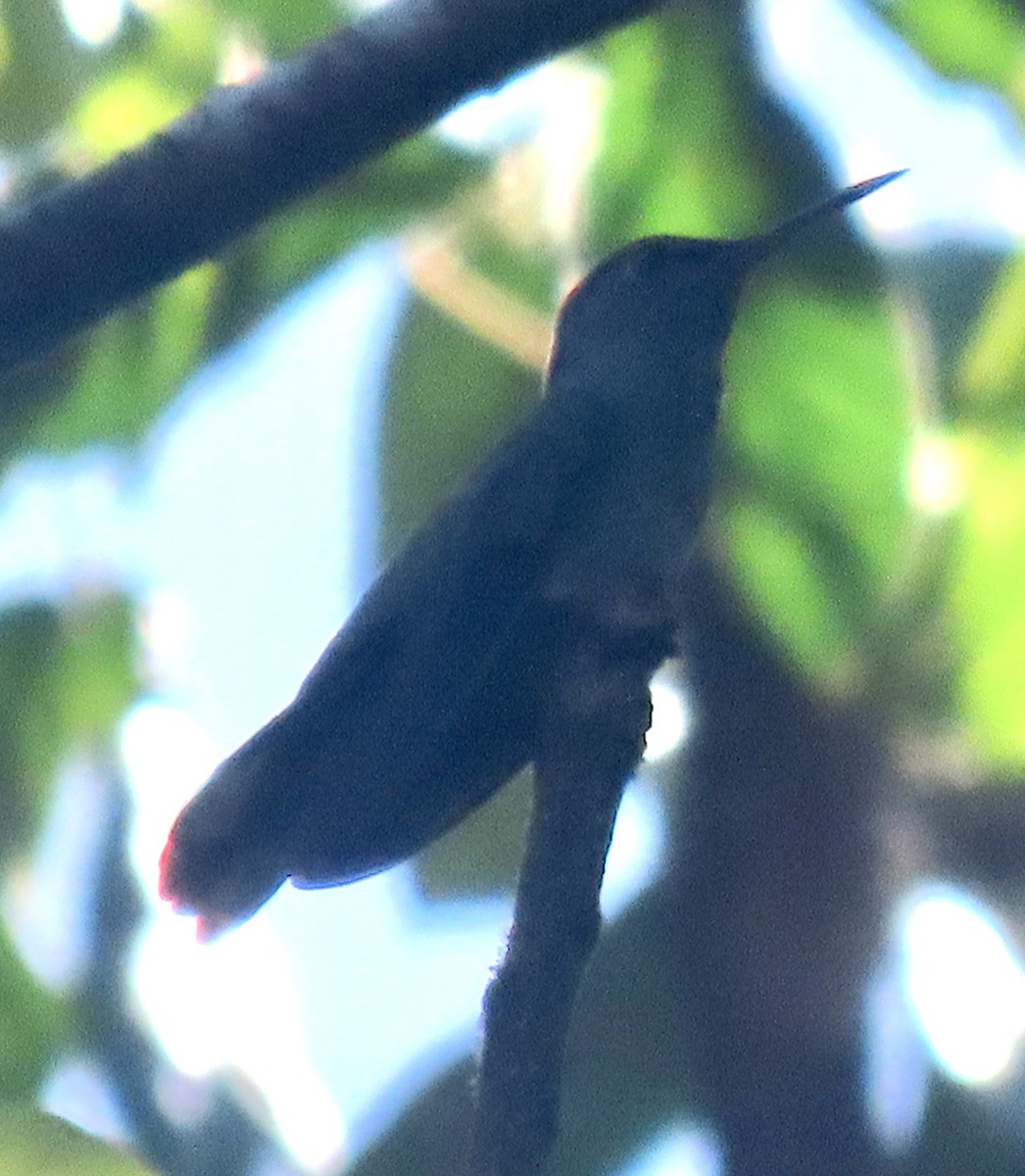 Scaly-breasted Hummingbird - ML629311431