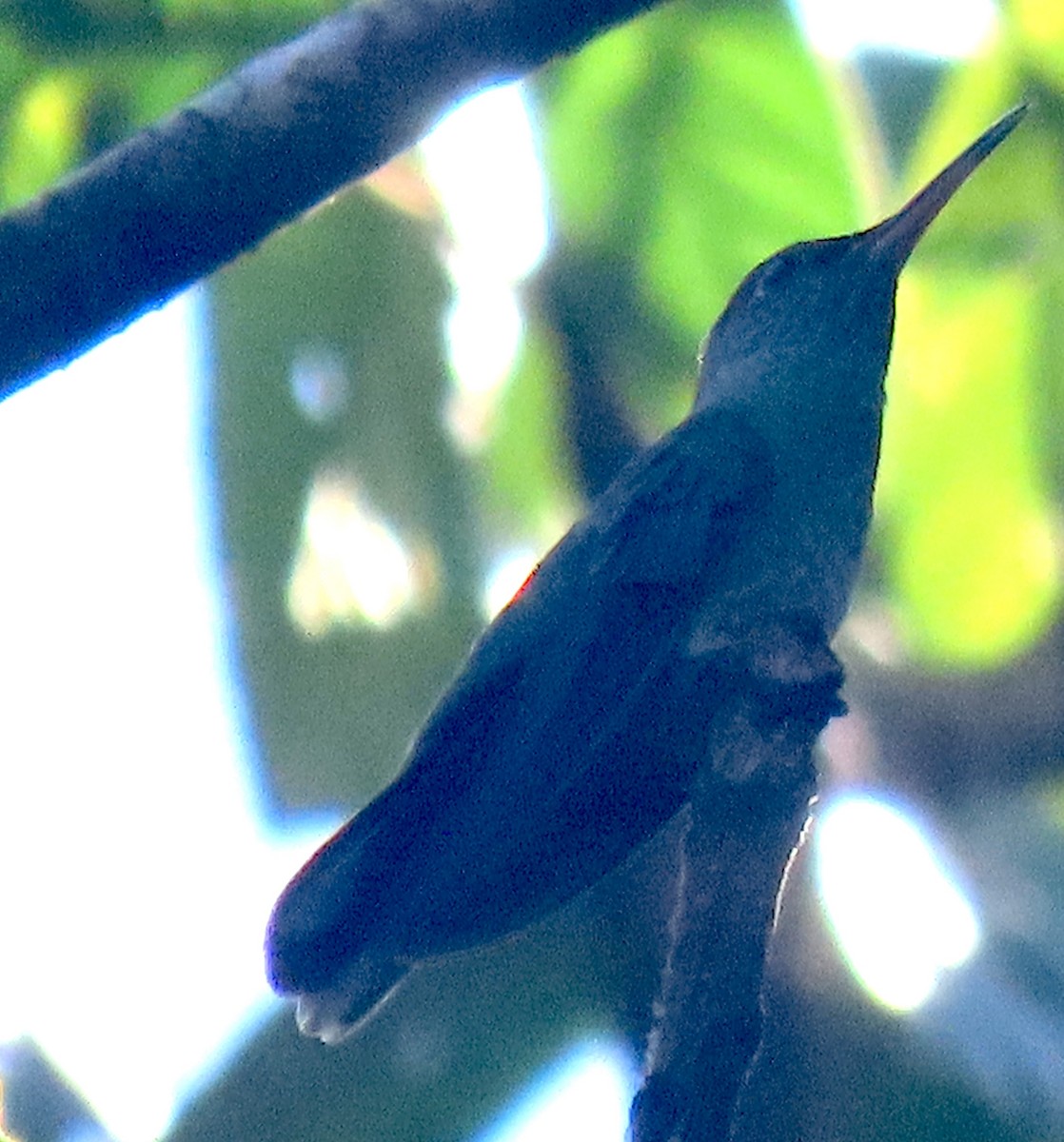 Scaly-breasted Hummingbird - ML629311432