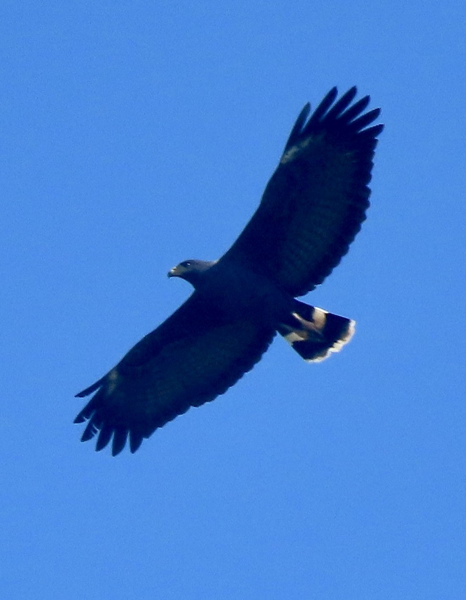 Common Black Hawk - ML629311511