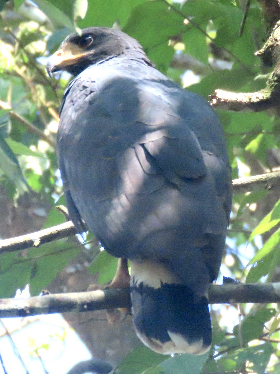 Common Black Hawk - ML629311512