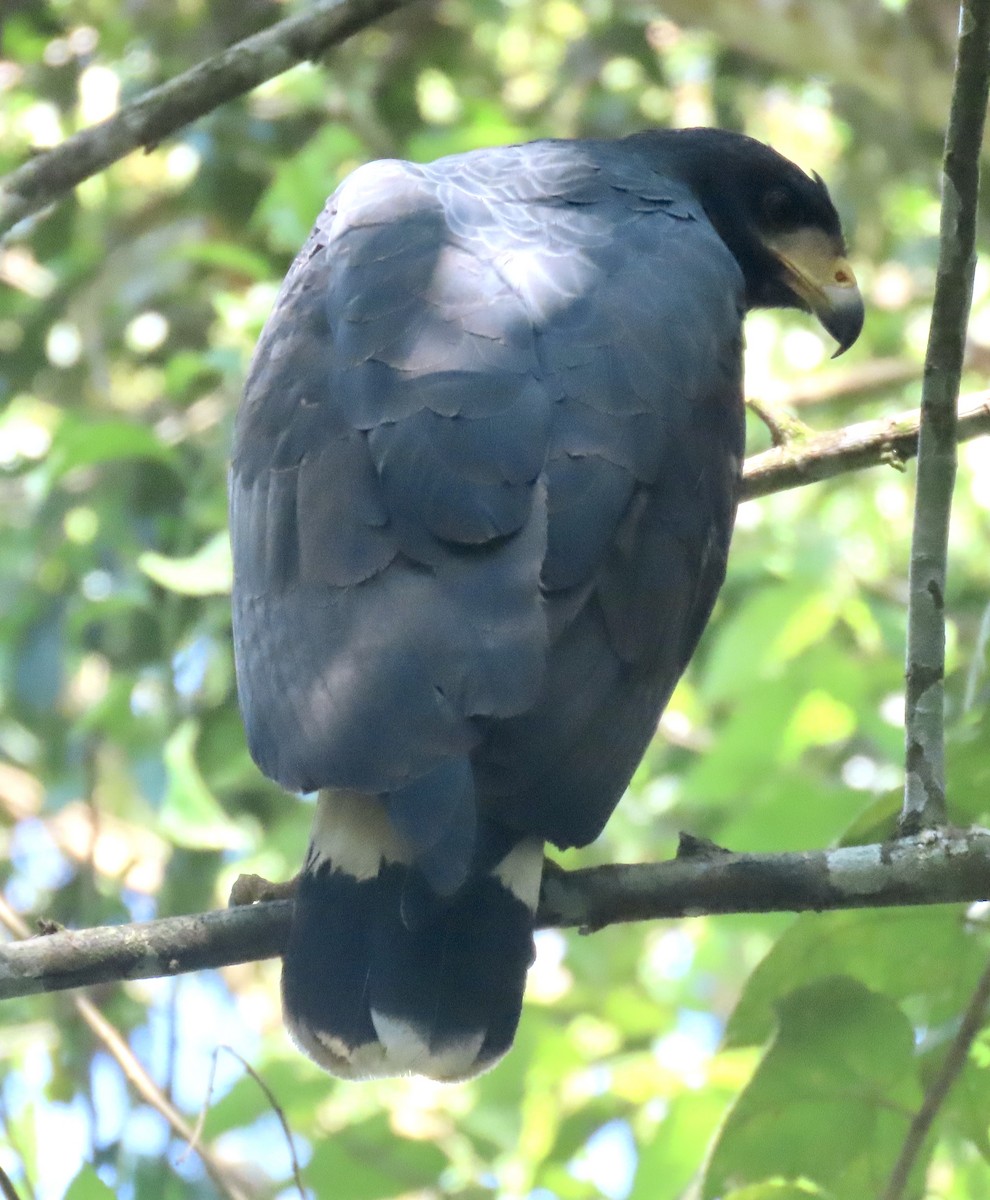 Common Black Hawk - ML629311513