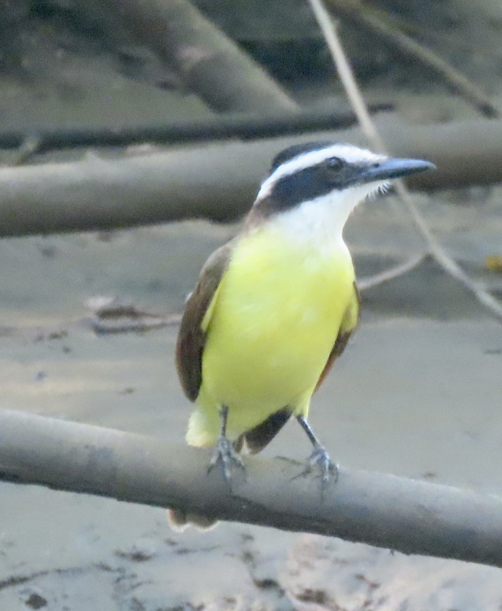 Great Kiskadee - ML629311524
