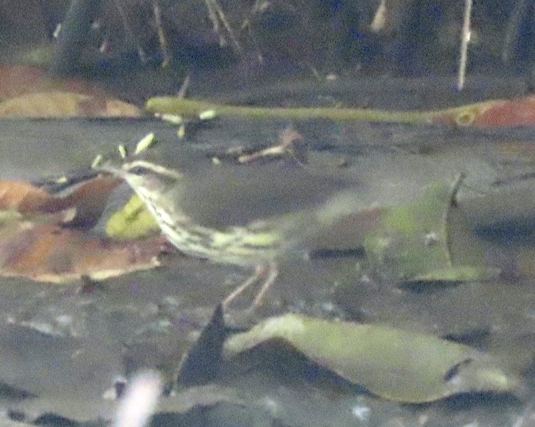 Northern Waterthrush - ML629311534