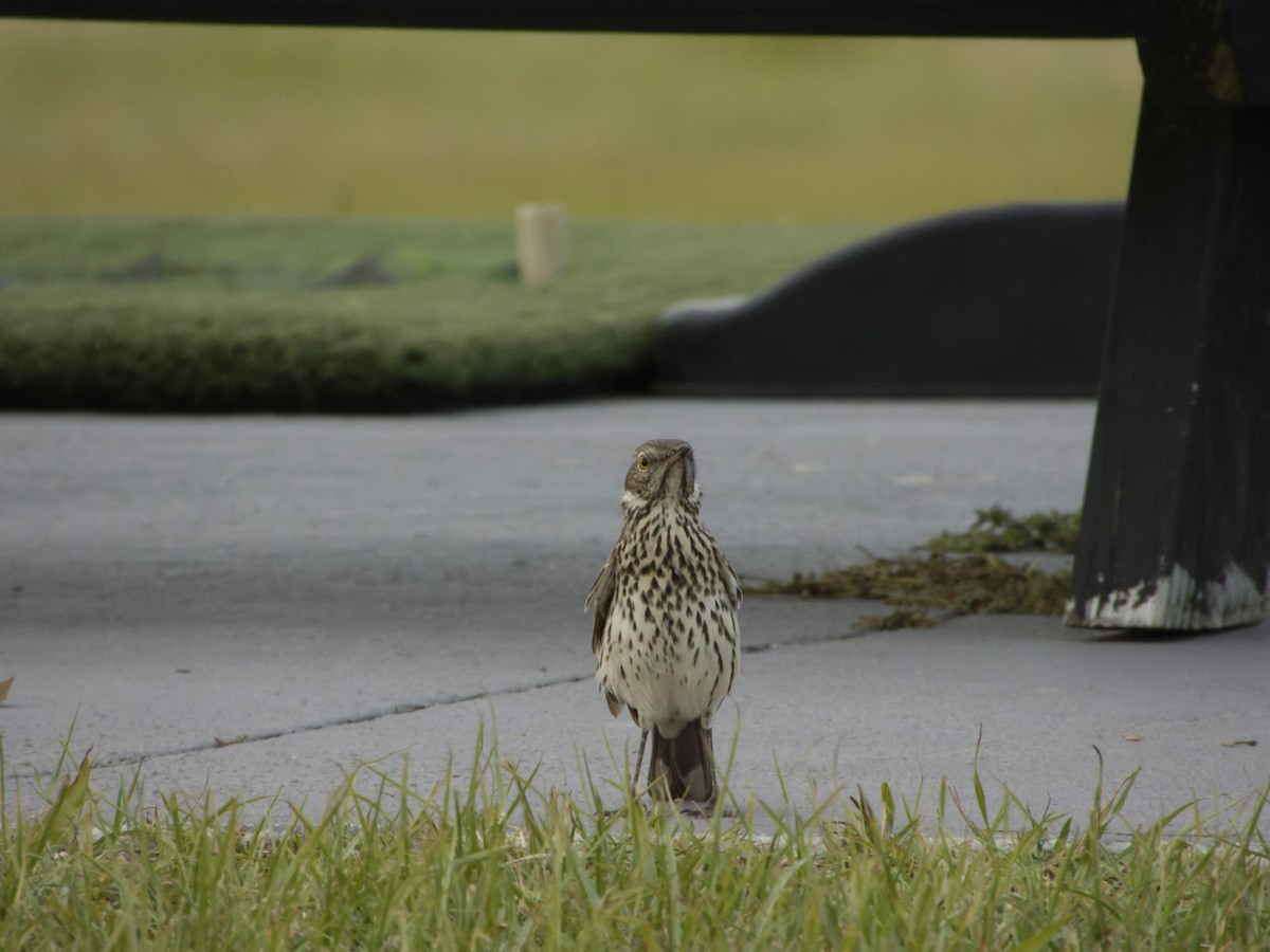 Sage Thrasher - ML629311562