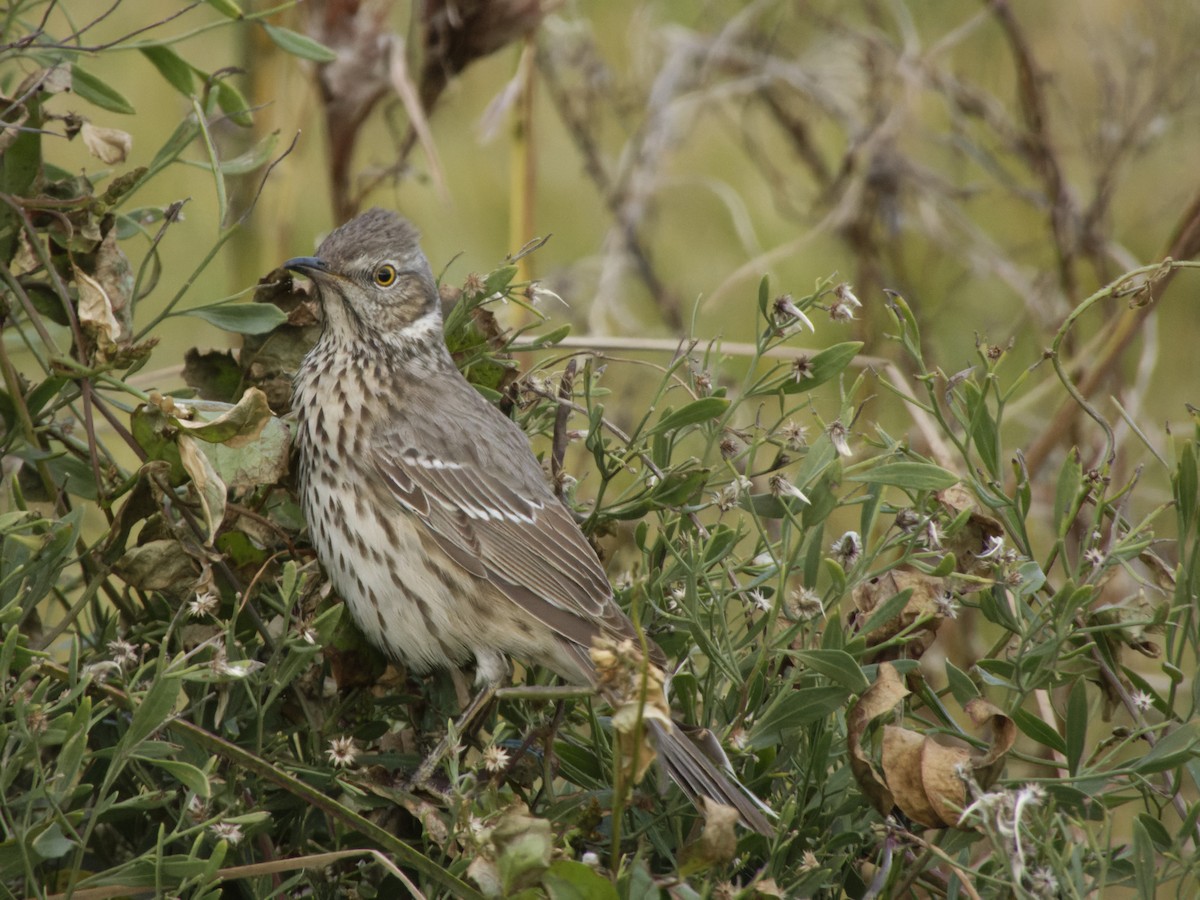 Sage Thrasher - ML629311569