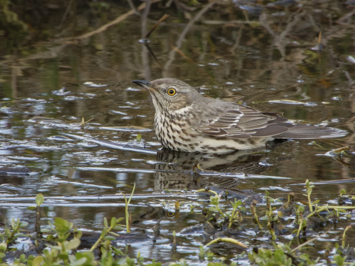 Sage Thrasher - ML629311575