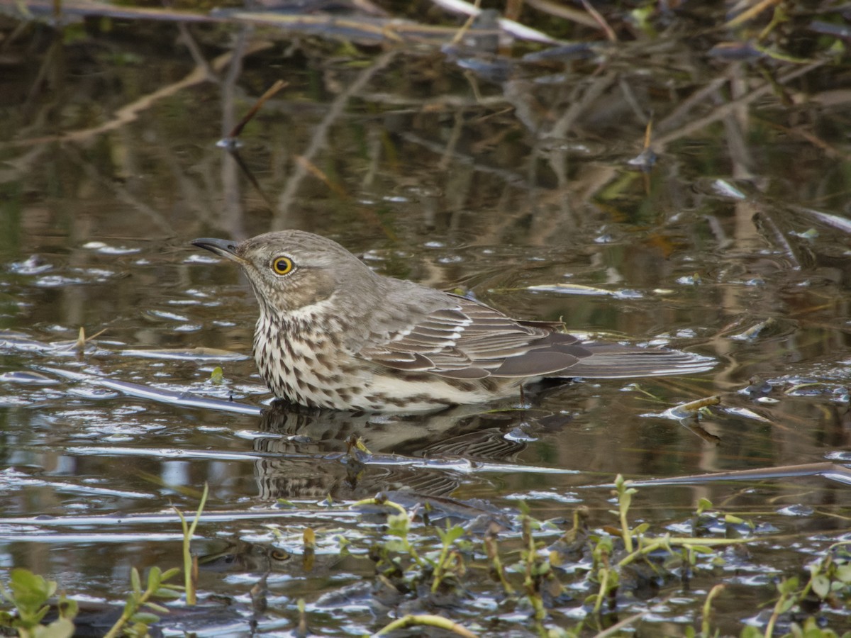 Sage Thrasher - ML629311581