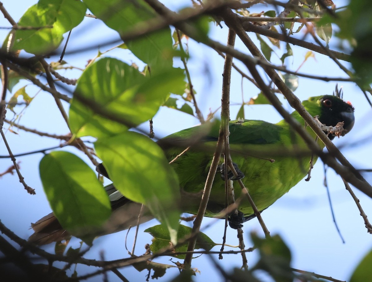 Ouvea Parakeet - ML629311622