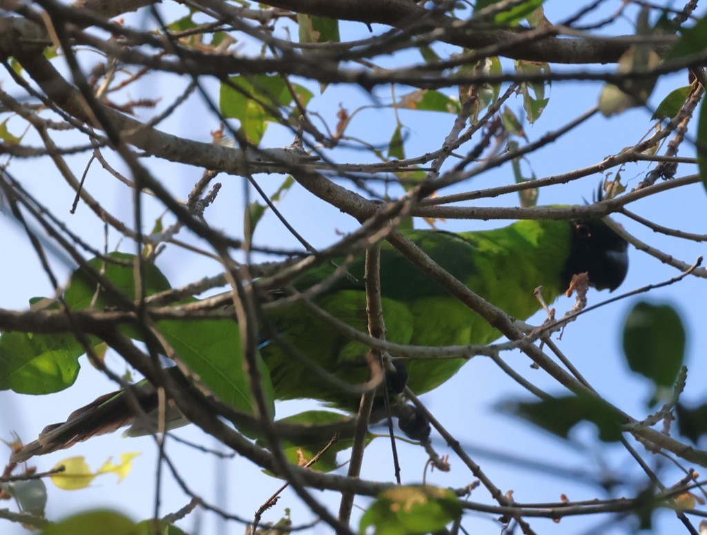 Ouvea Parakeet - ML629311623