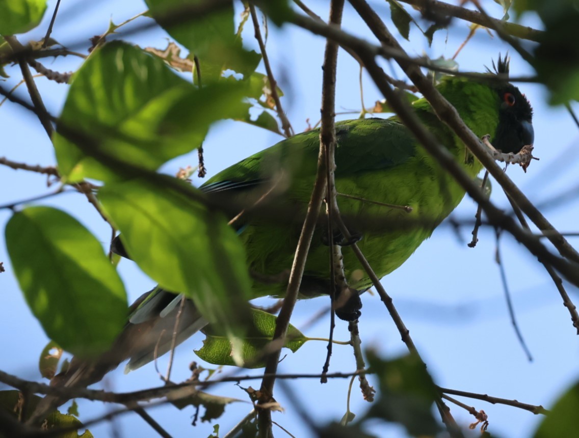 Ouvea Parakeet - ML629311624