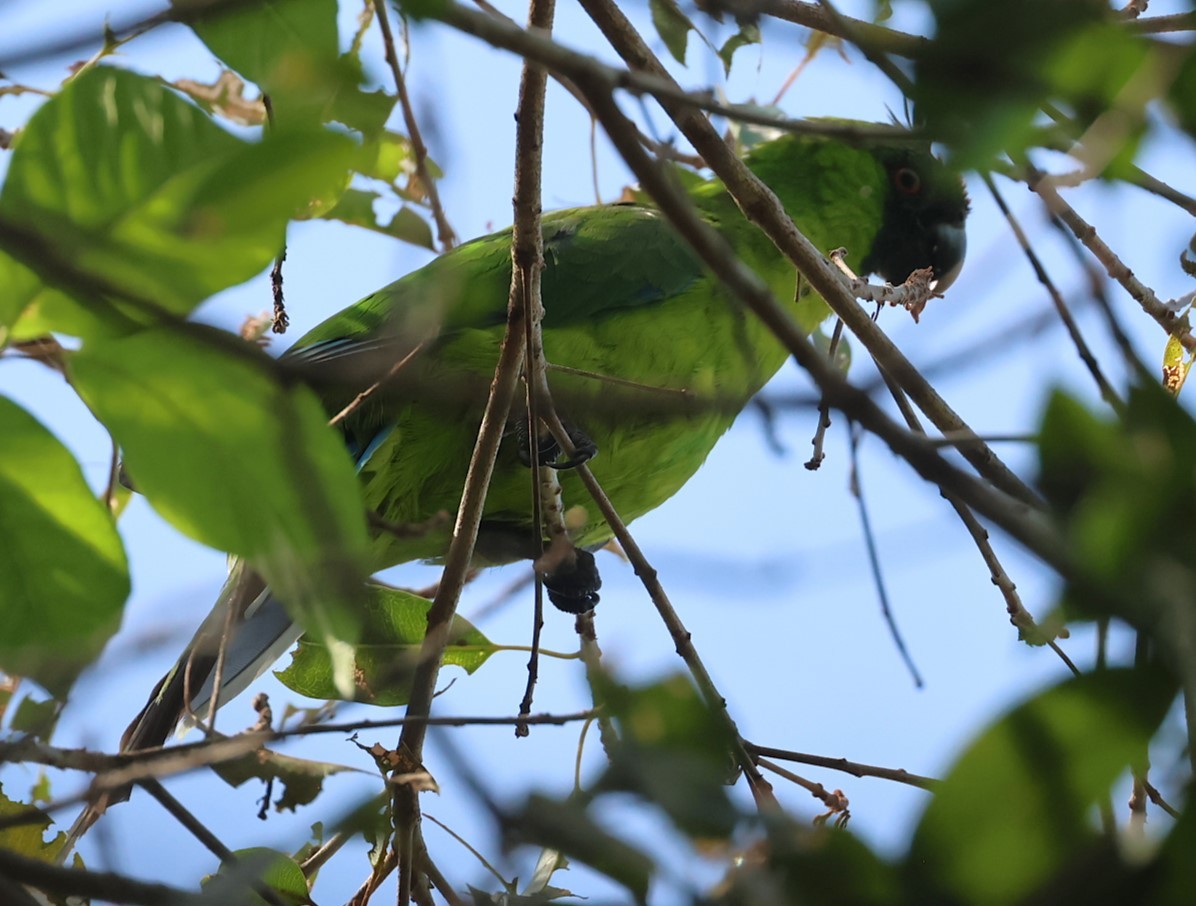 Ouvea Parakeet - ML629311625