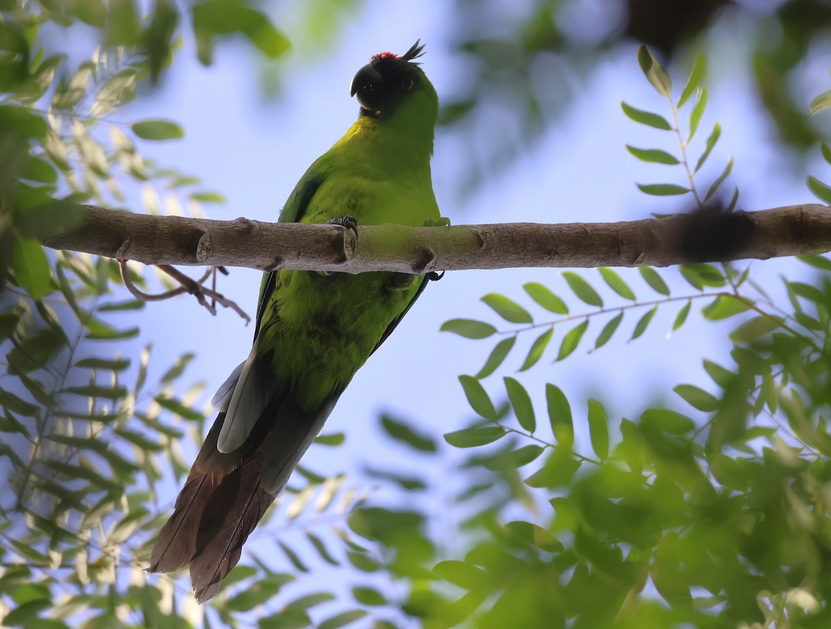 Ouvea Parakeet - ML629311626