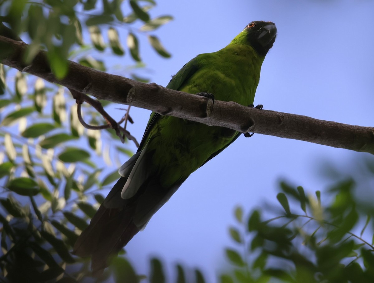 Ouvea Parakeet - ML629311627