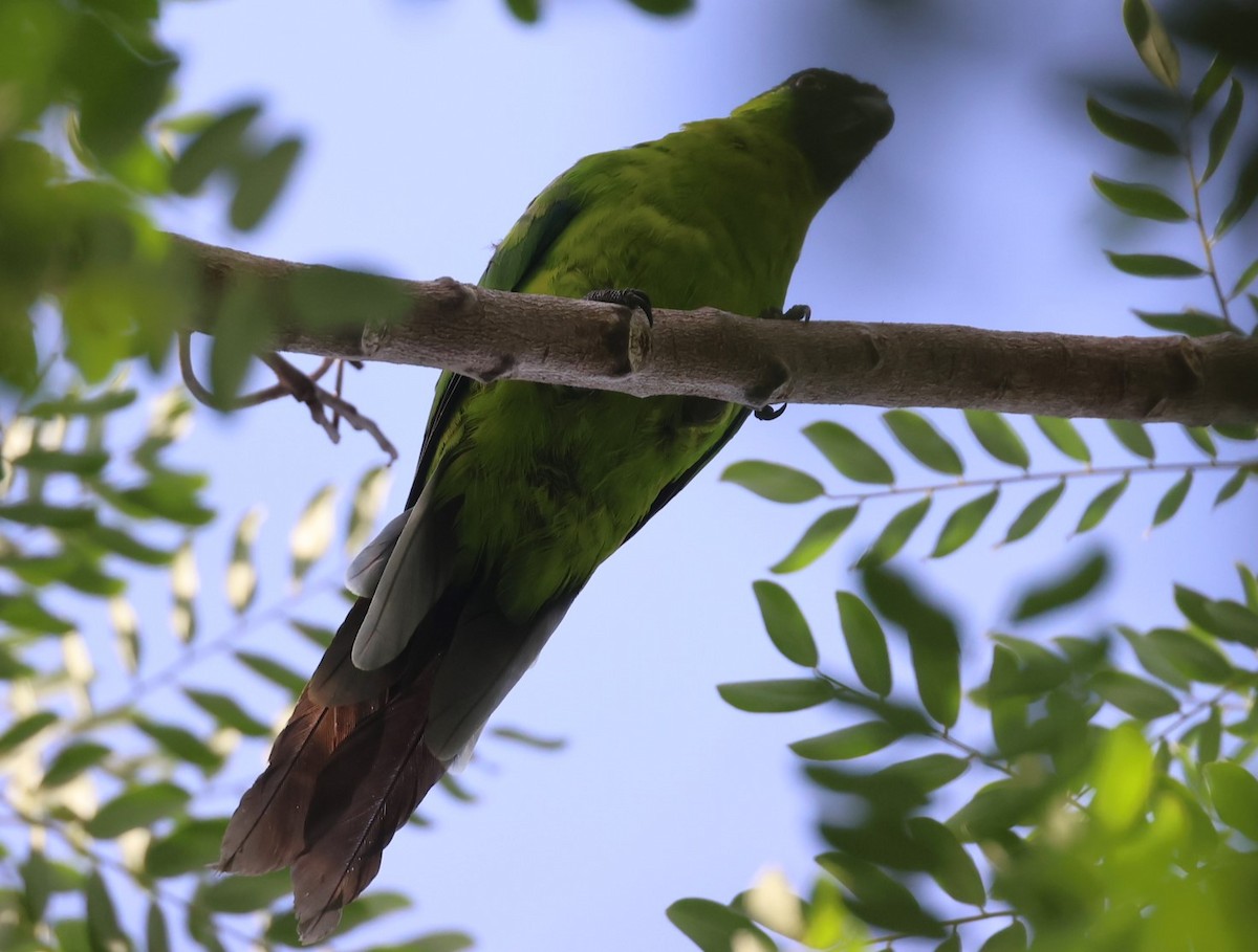 Ouvea Parakeet - ML629311628