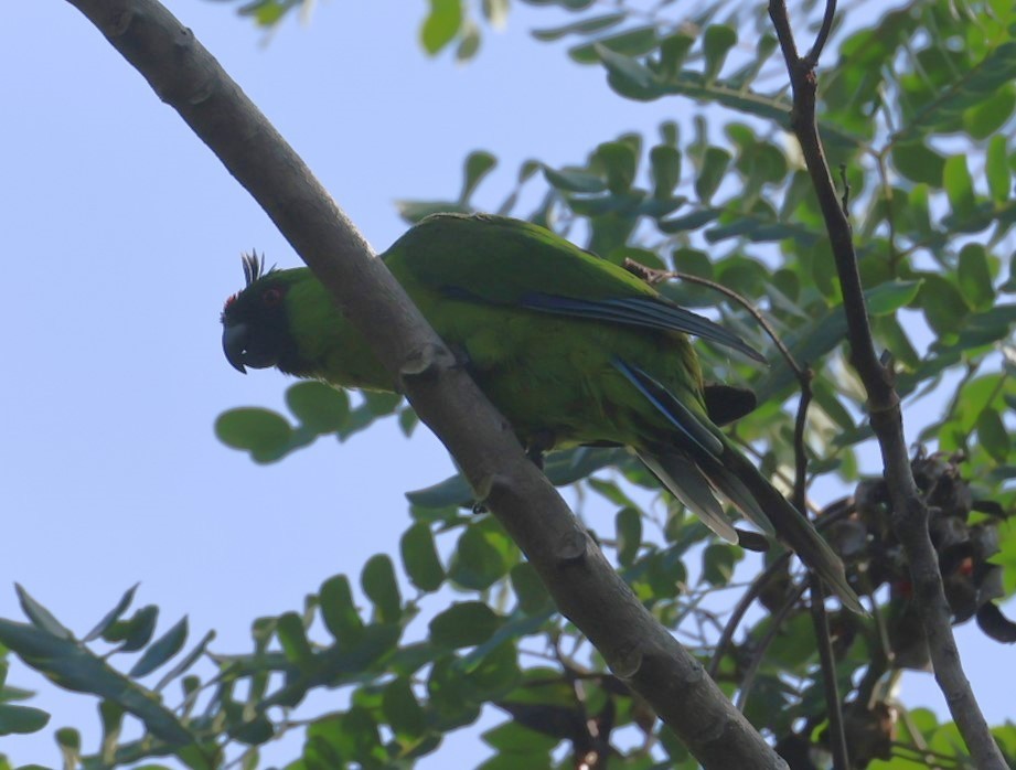 Ouvea Parakeet - ML629311629