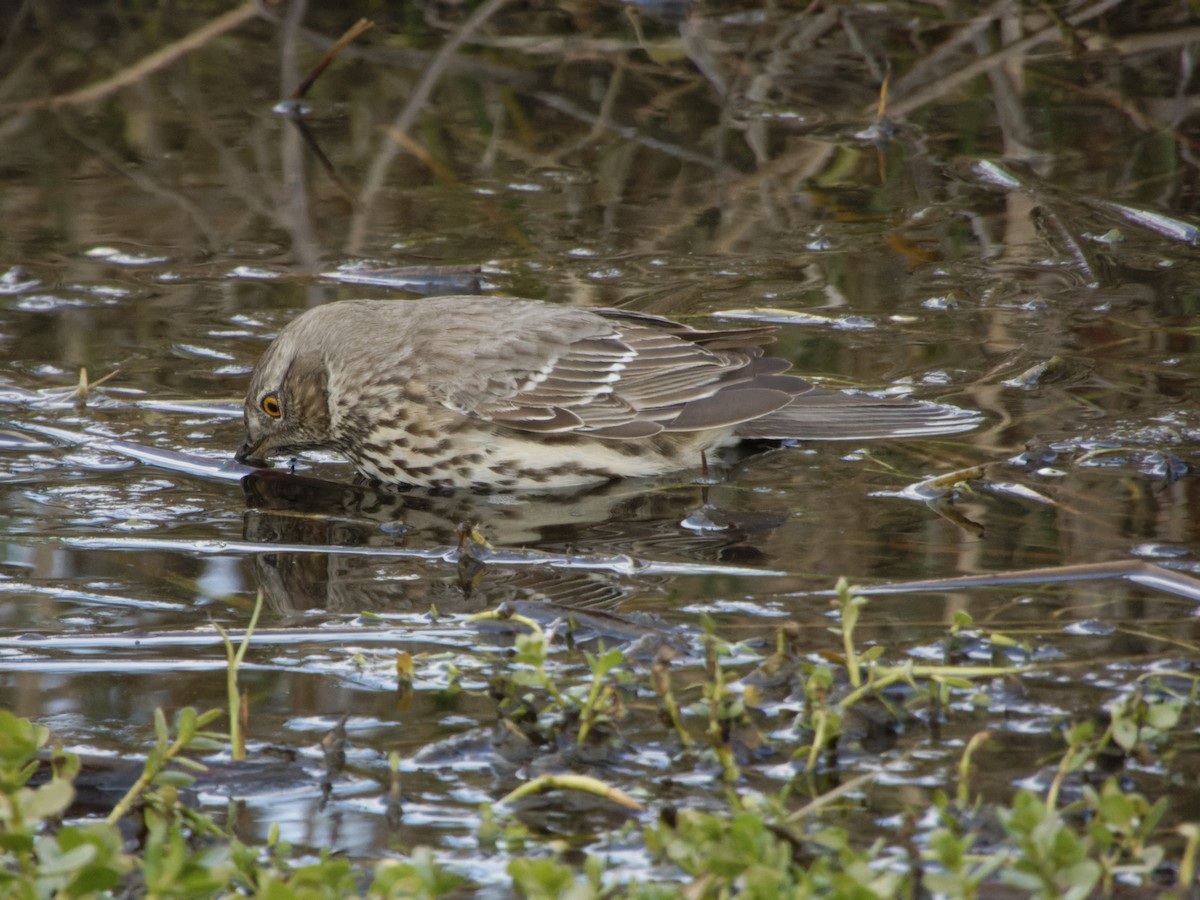 Sage Thrasher - ML629311631