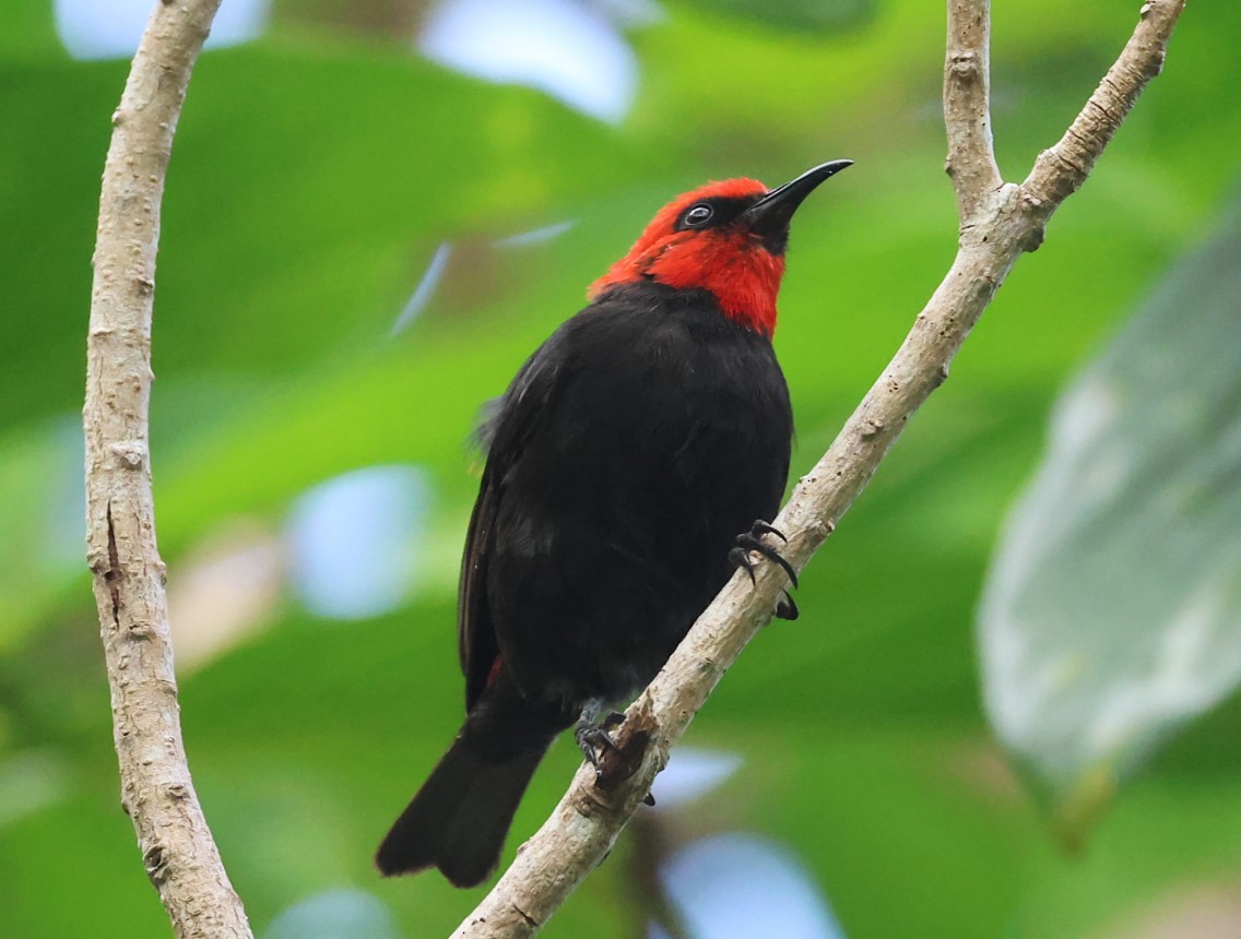 Cardinal Myzomela - ML629311650