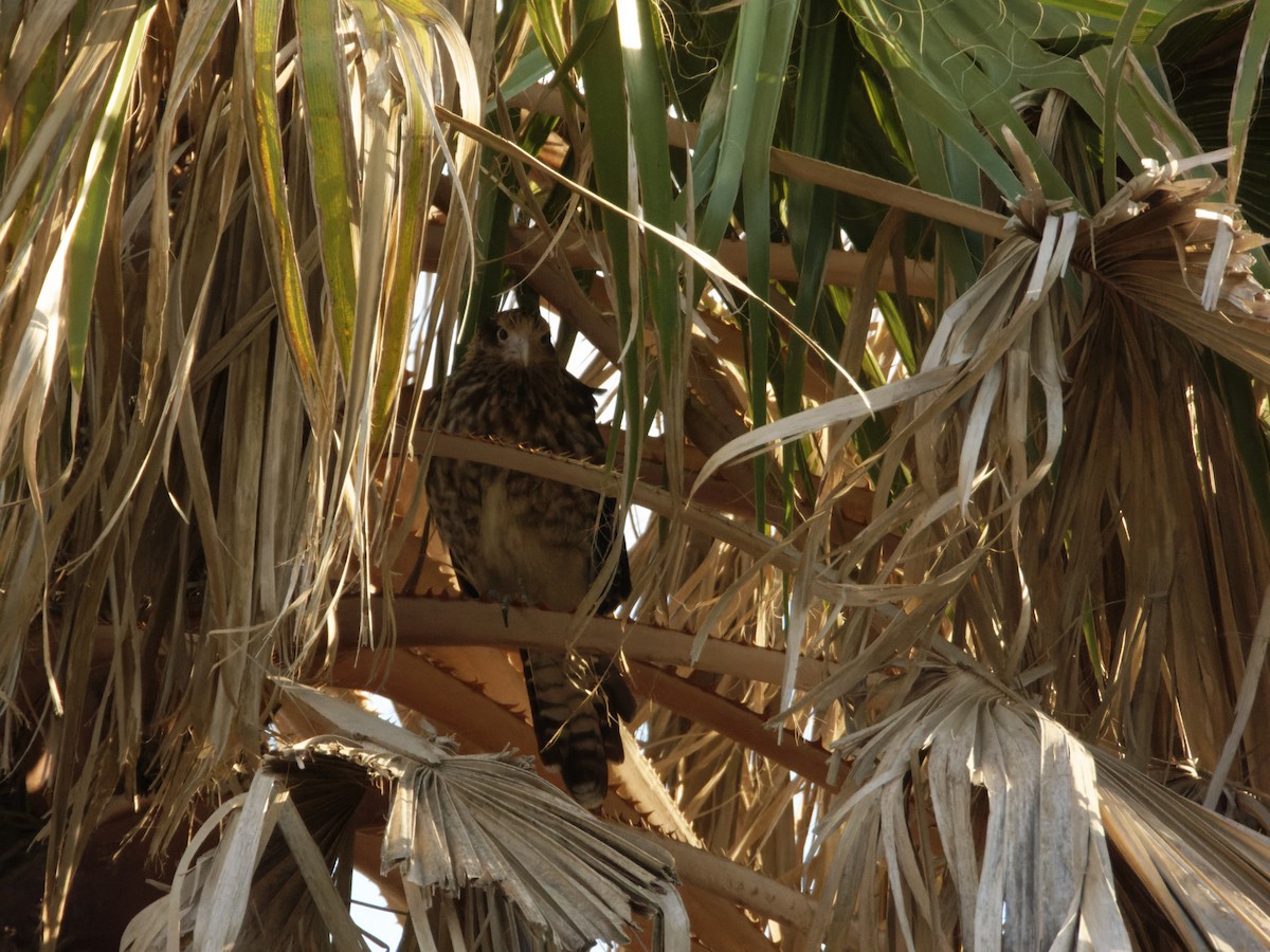 Yellow-headed Caracara - ML629311722