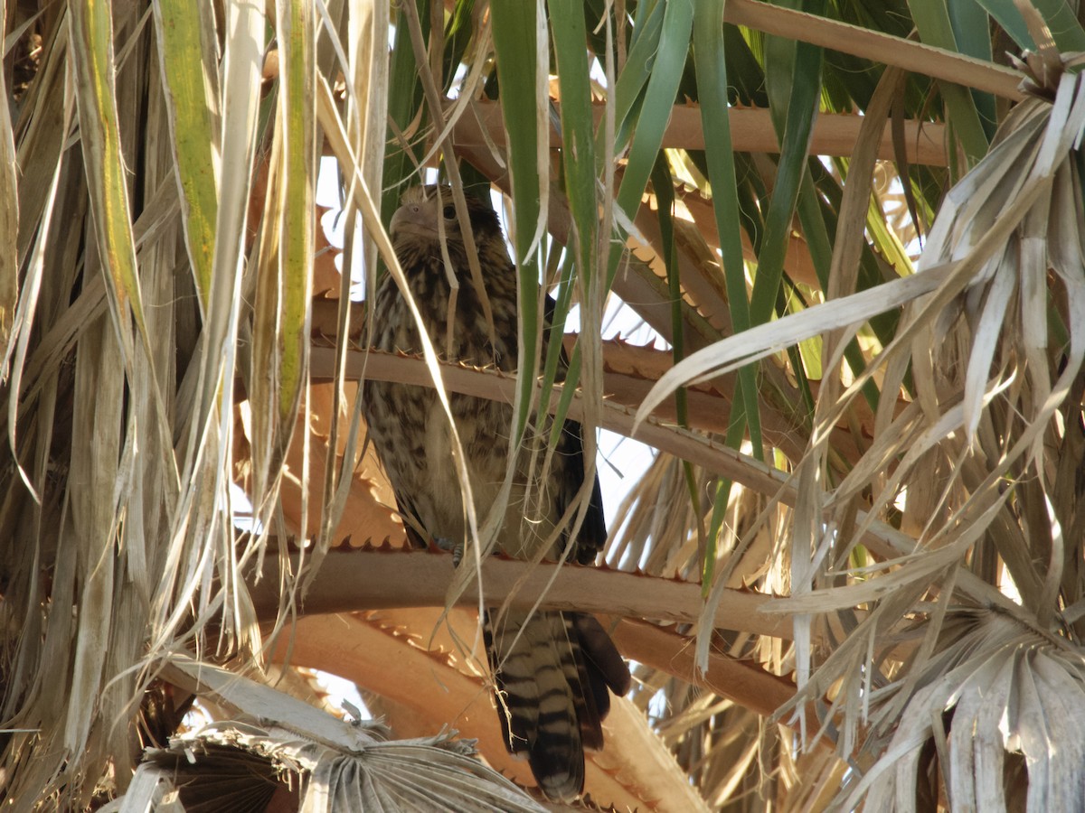 Yellow-headed Caracara - ML629311755