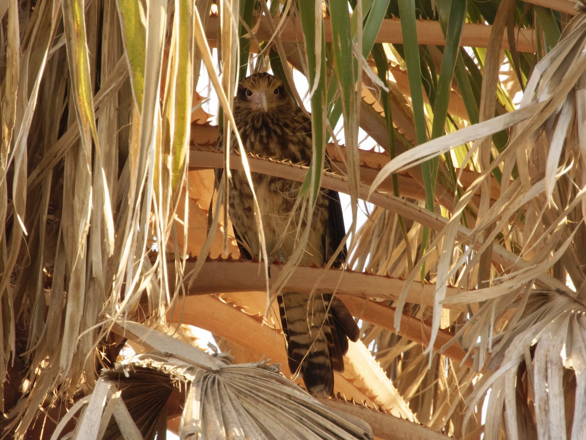 Yellow-headed Caracara - ML629311757