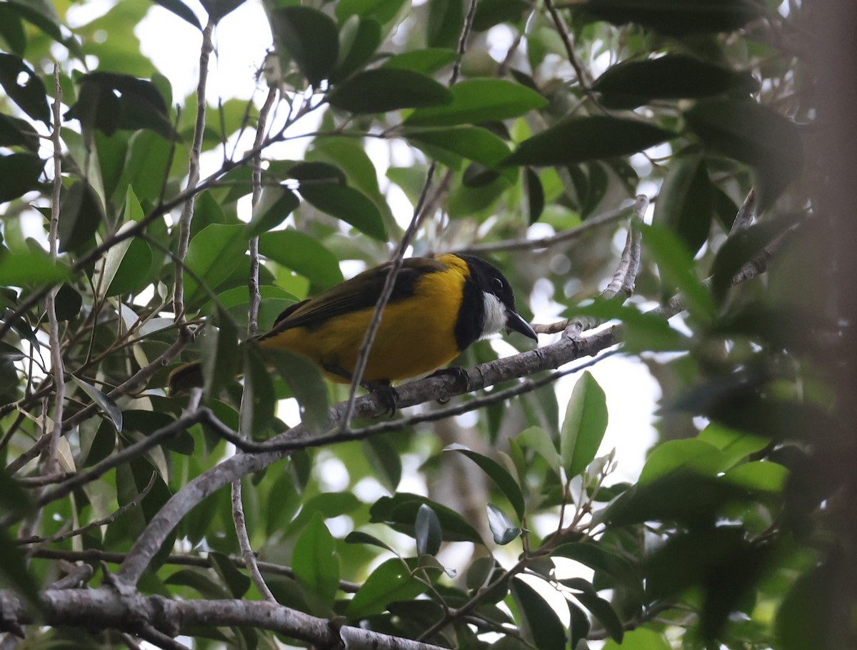 Vanuatu Whistler - ML629311775