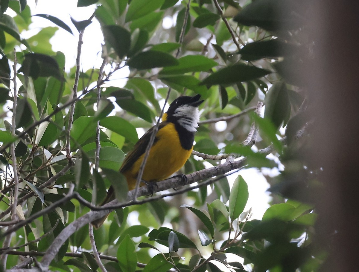 Vanuatu Whistler - ML629311776