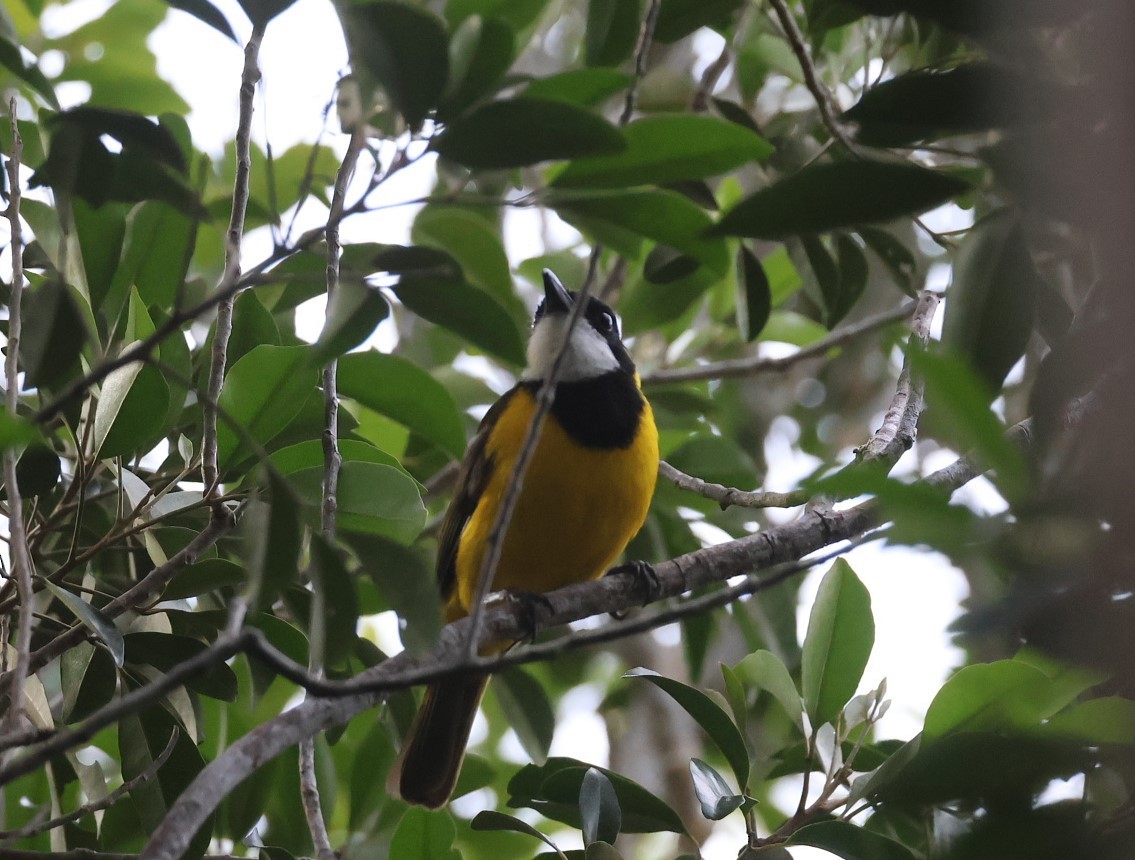 Vanuatu Whistler - ML629311777