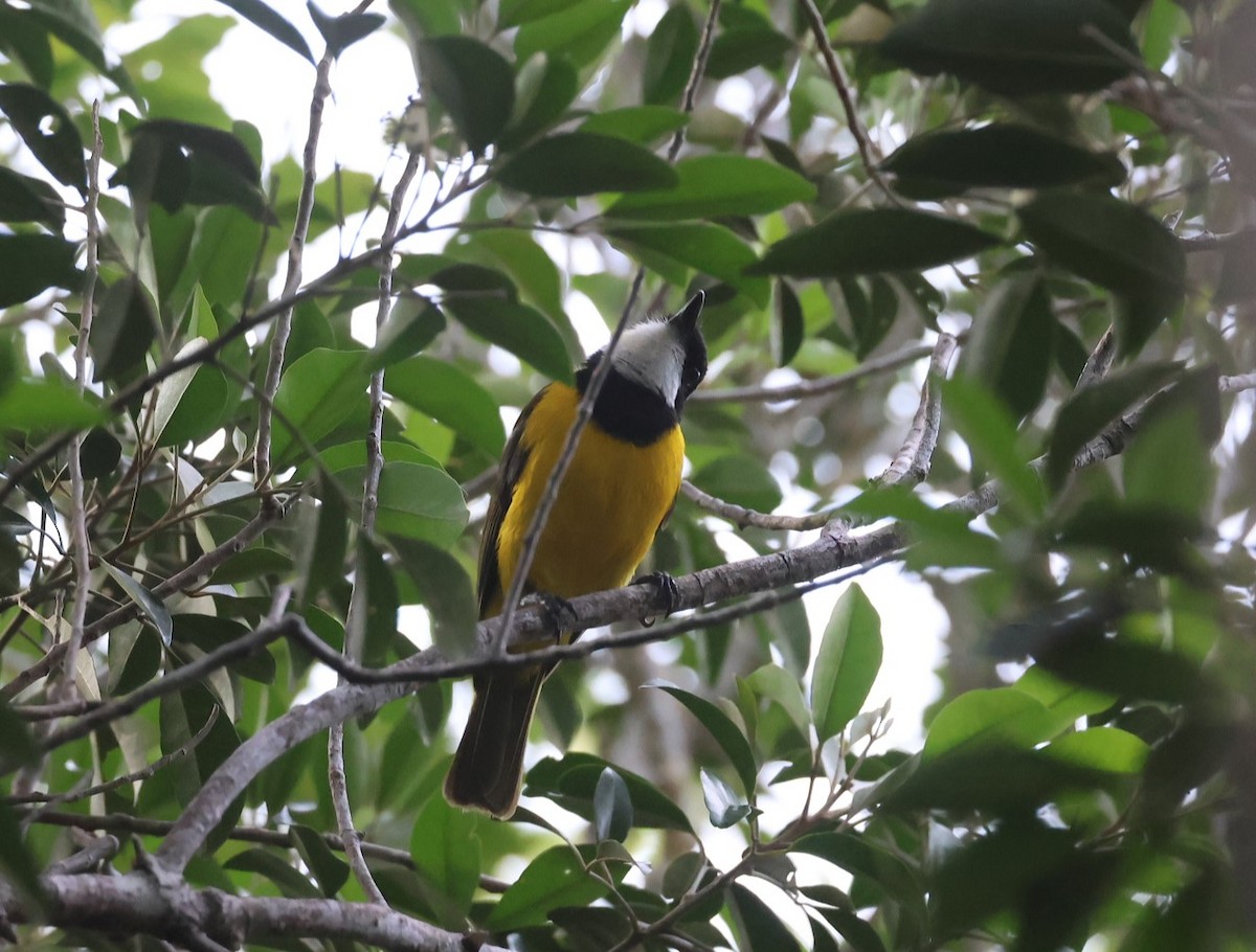 Vanuatu Whistler - ML629311779