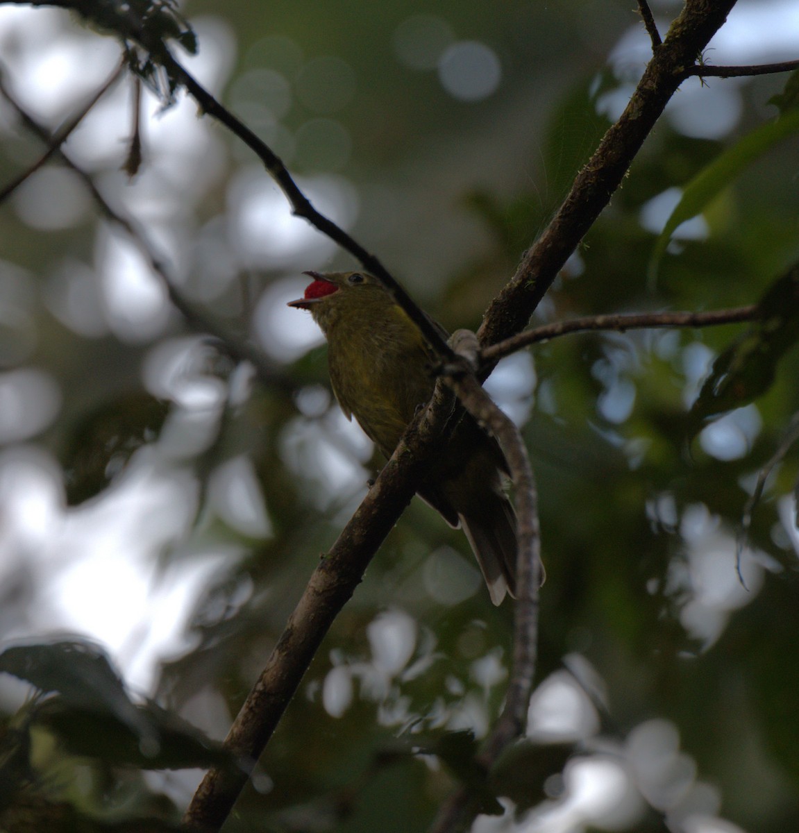 Olivaceous Piha - ML629311940