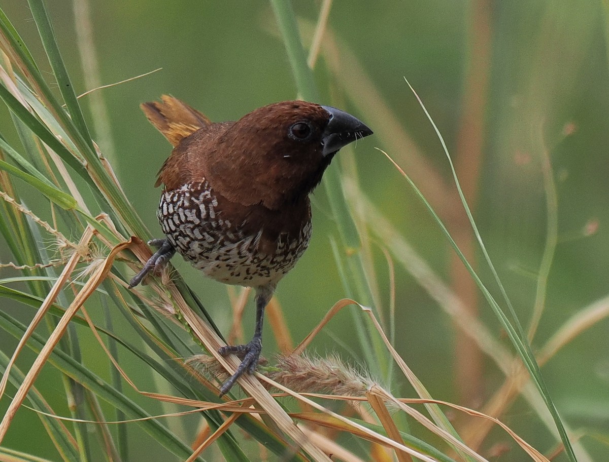 Мунія іржаста - ML629312289