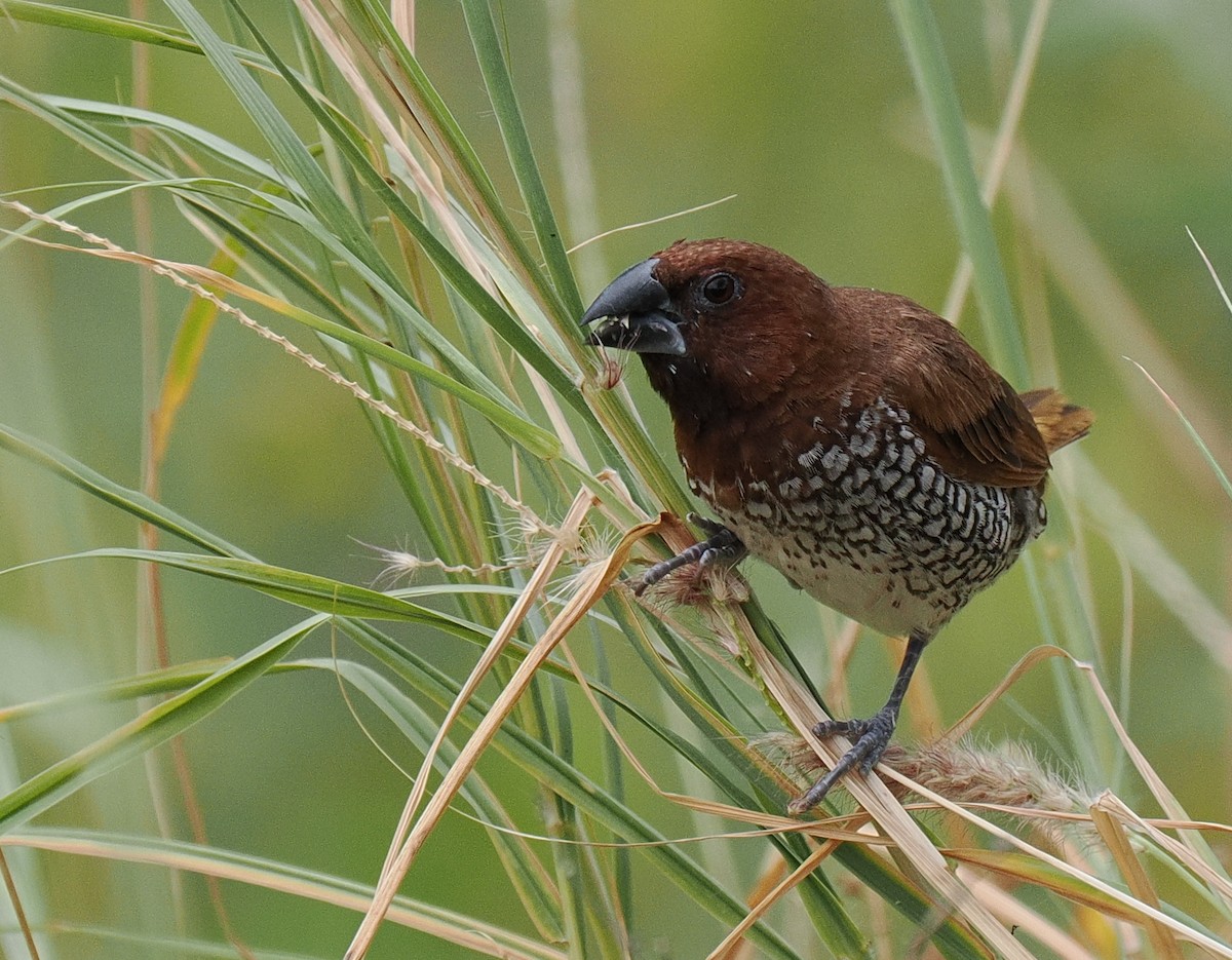 Мунія іржаста - ML629312290