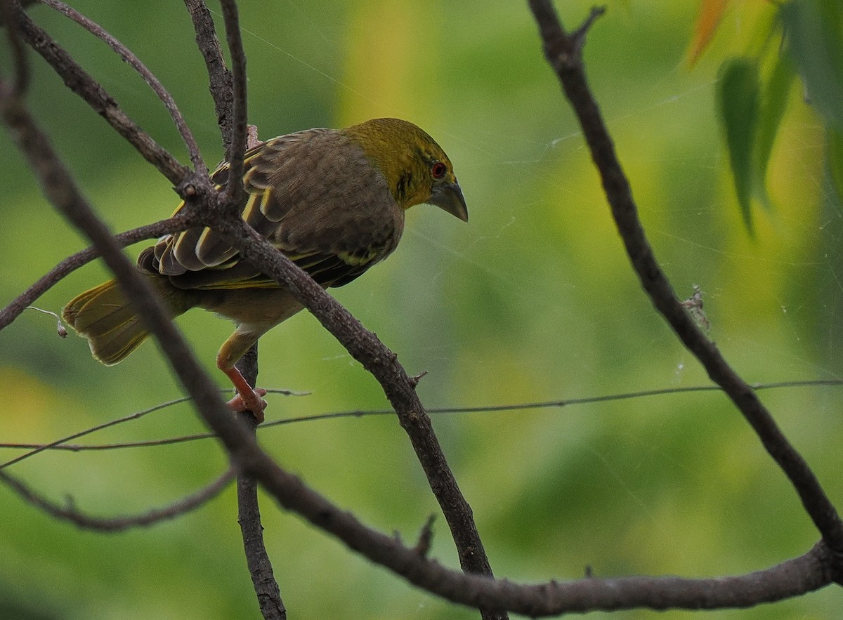 Ткачик великий [група cucullatus] - ML629312298