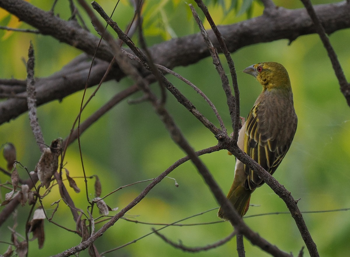Ткачик великий [група cucullatus] - ML629312299