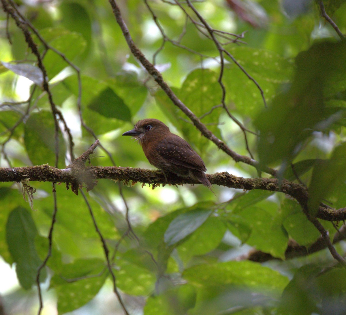 Moustached Puffbird - ML629312305