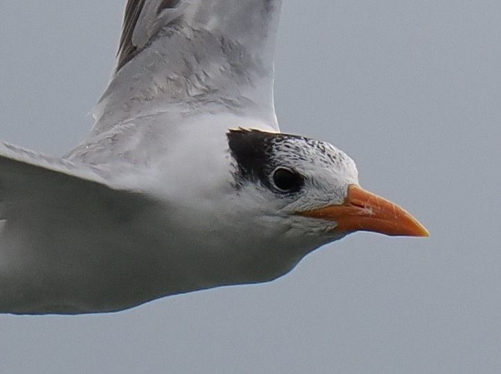 Крячок королівський - ML629312311