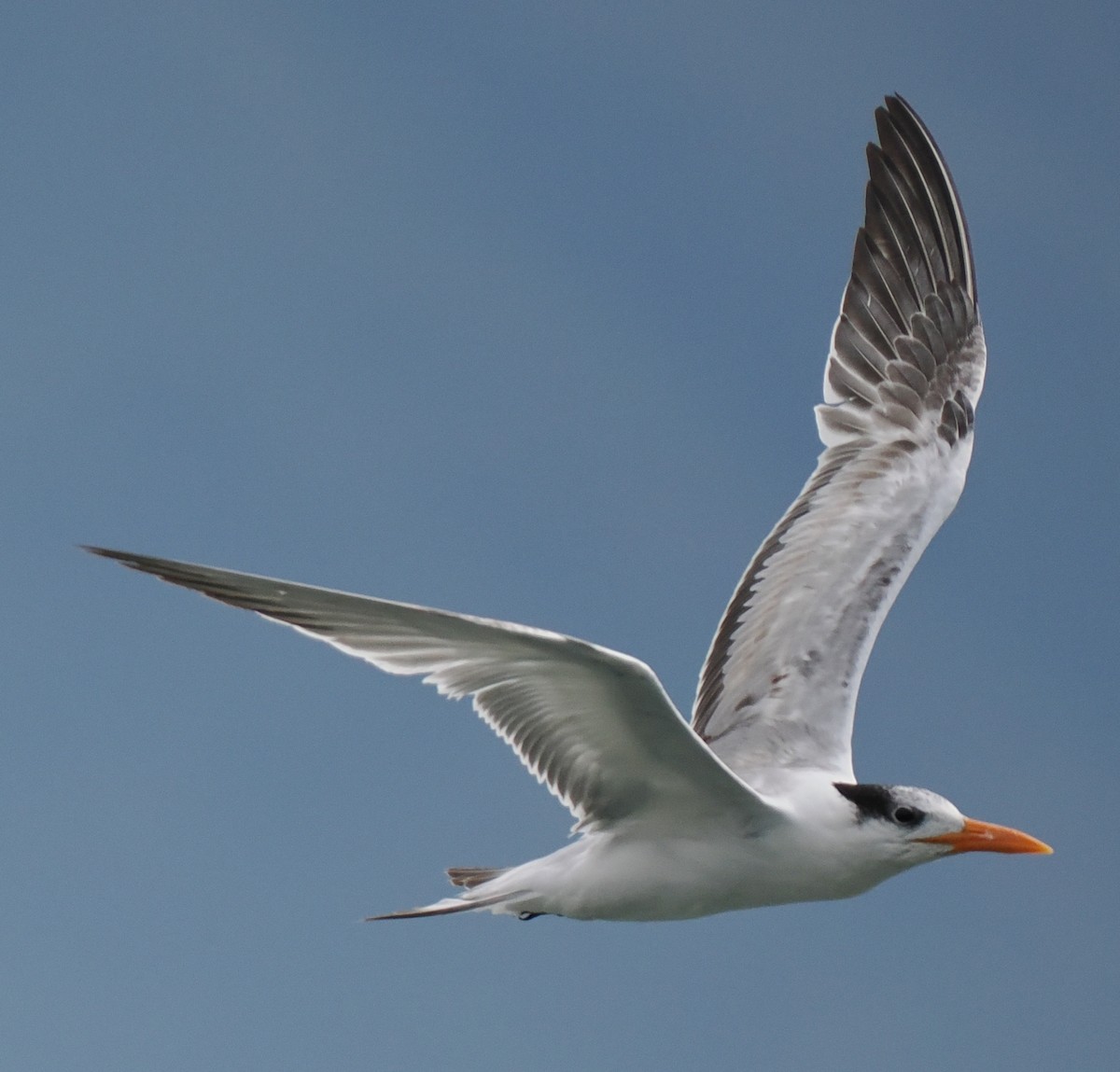 Крячок королівський - ML629312312