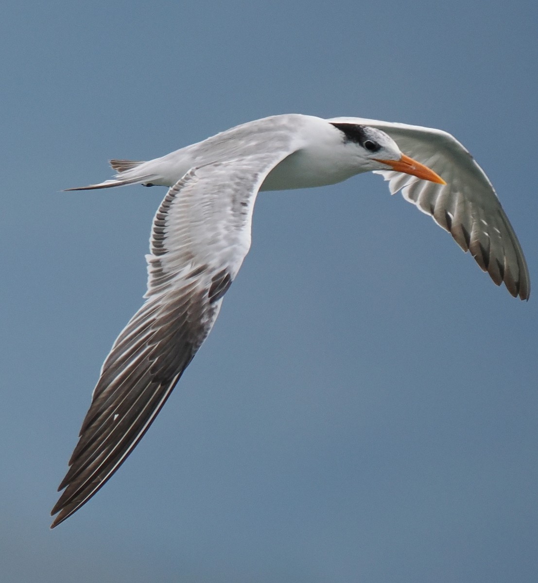 Крячок королівський - ML629312313