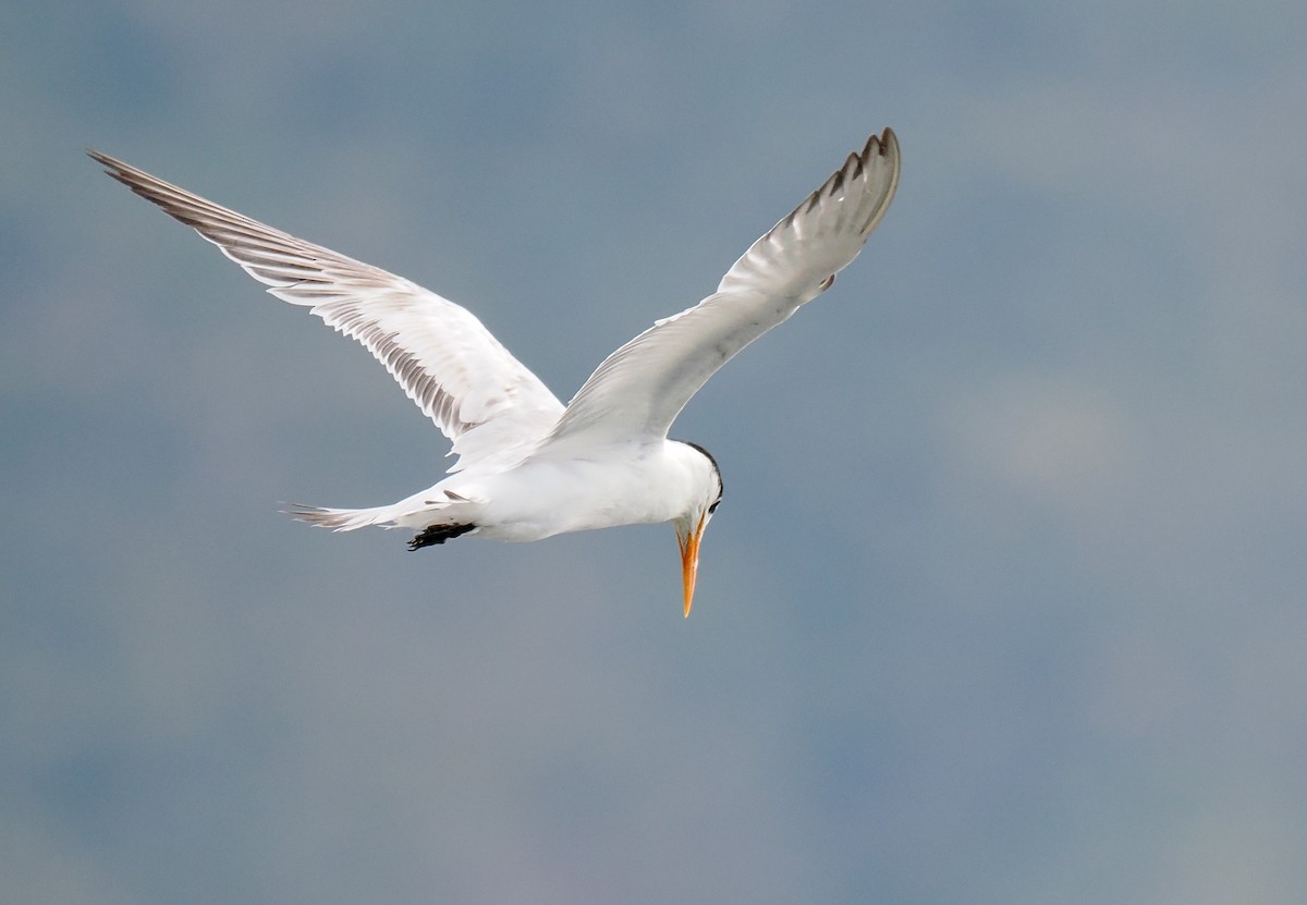 Крячок королівський - ML629312314