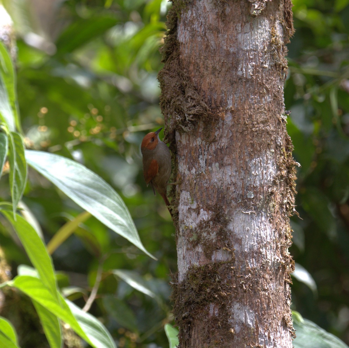 Red-faced Spinetail - ML629312348