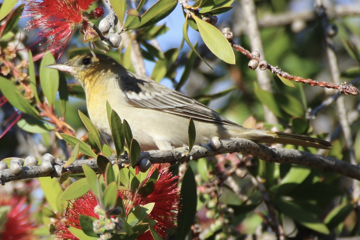Bullock's Oriole - ML629312379