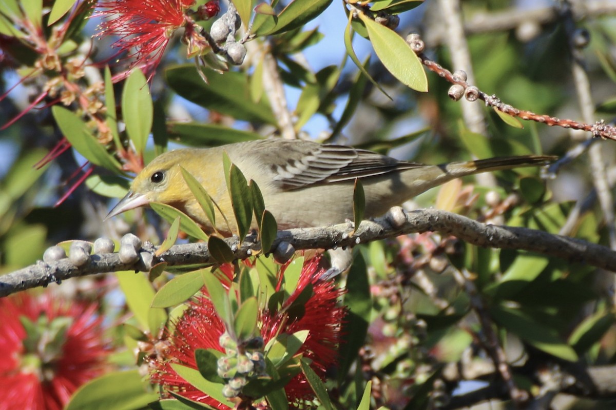 Bullock's Oriole - ML629312380