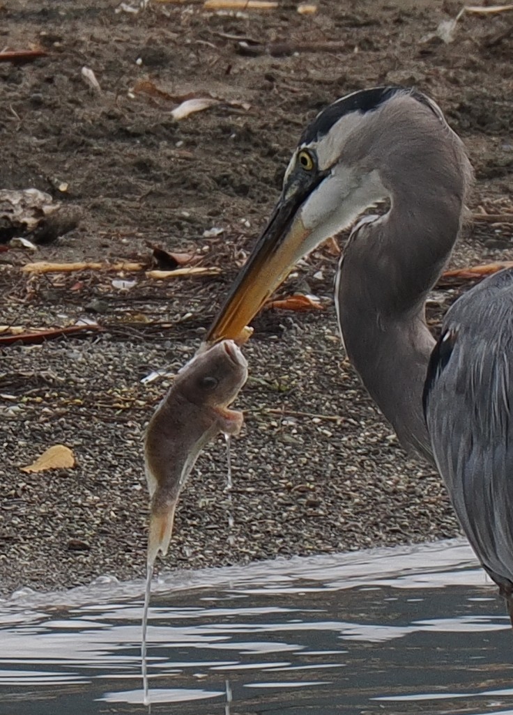 Чапля північна - ML629312402