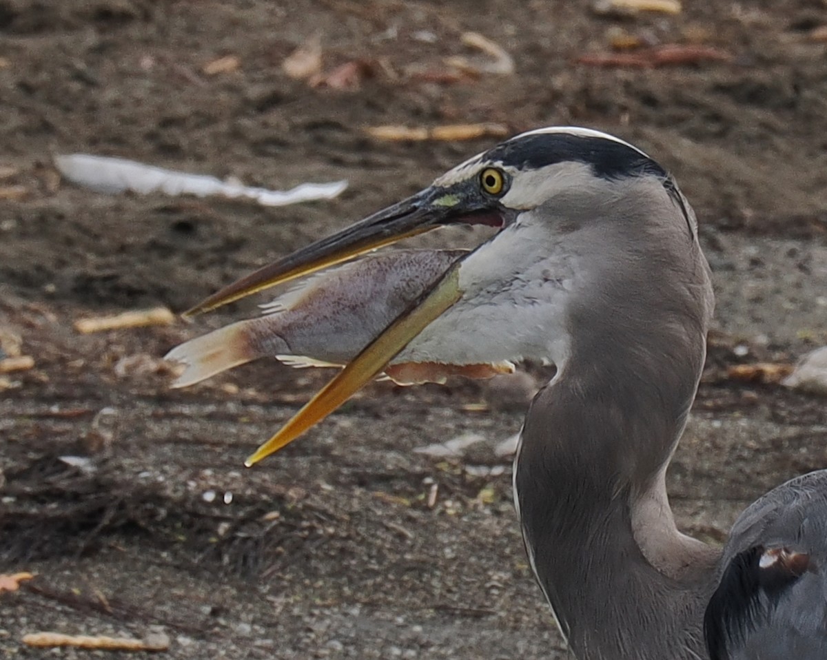 Чапля північна - ML629312403